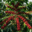 1988coffeeestate.com favicon